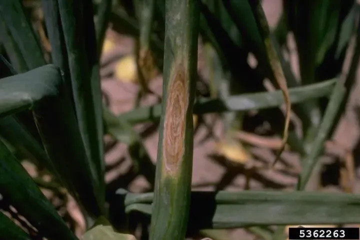 Doenças nas culturas | Alternaria | AgroB