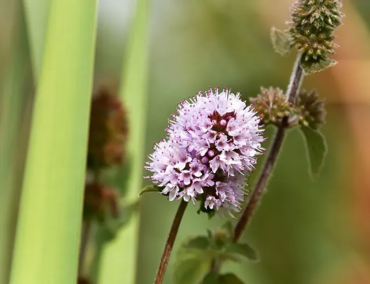 Flora e Fauna | Hortelã-pimenta | AgroB