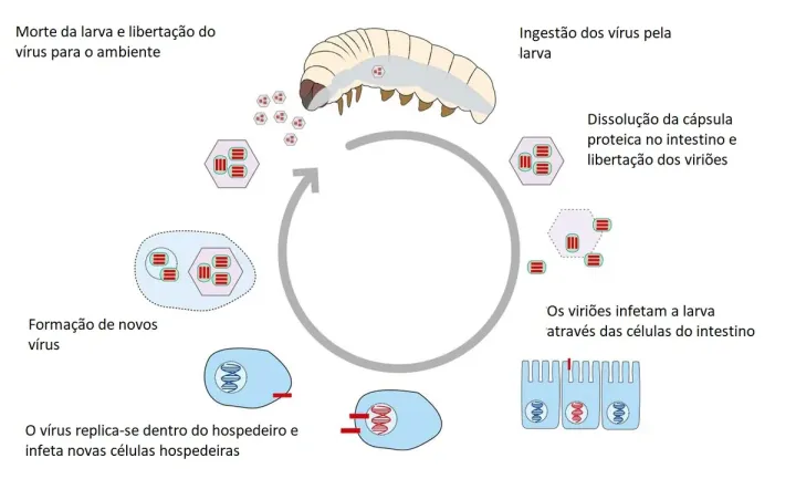 Virus de granulose | Pragas e auxiliares | AgroB