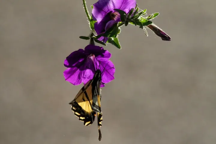 Petúnia | Flora e Fauna Auxiliar | AgroB