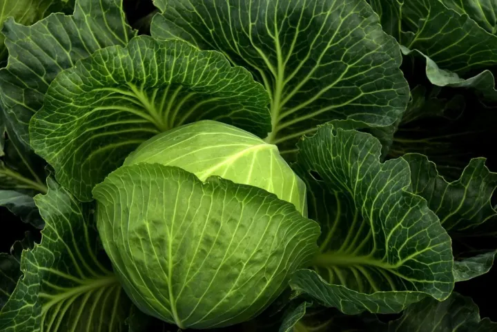 residuo 0 | Agricultura e Sustentabilidade | AgroB