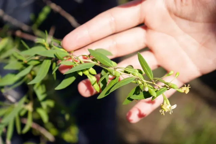 Flor da planta de Baga Goji