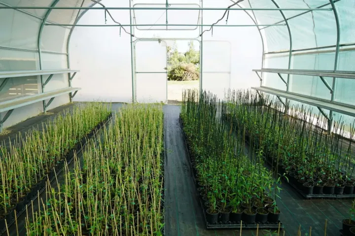 Viveiro próprio da exploração que surgiu como uma necessidade de obter material vegetal de qualidade e com garantias da sua origem, adaptação e produtividade