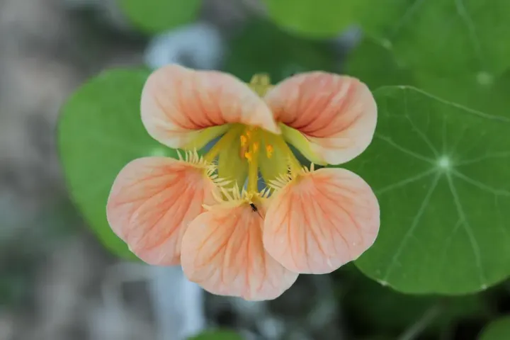 Flora e Fauna | Chagas | AgroB