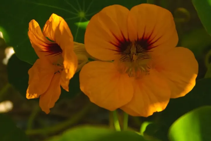 Flora e Fauna | Chagas | AgroB
