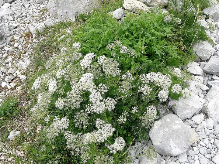 Erva doce | Funções da cobertura vegetal | AgroB