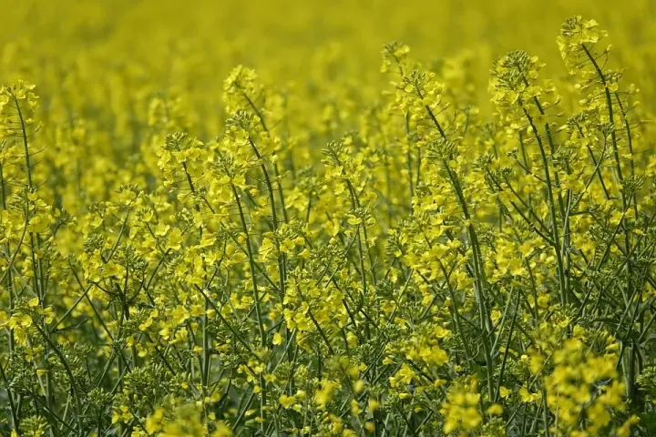 Colza | Funções da cobertura vegetal | AgroB