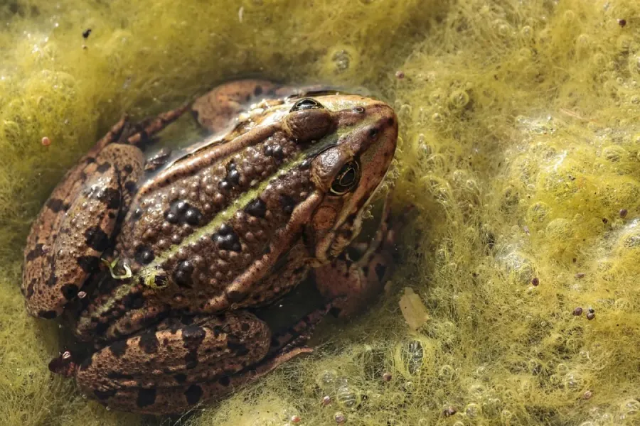 Sapo e Rã | Flora e Fauna Auxiliar | AgroB