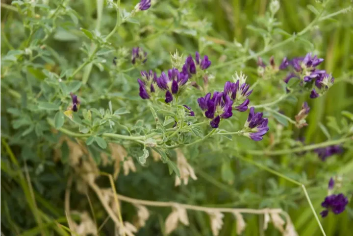 Luzerna forrageira | Funções da cobertura vegetal | AgroB