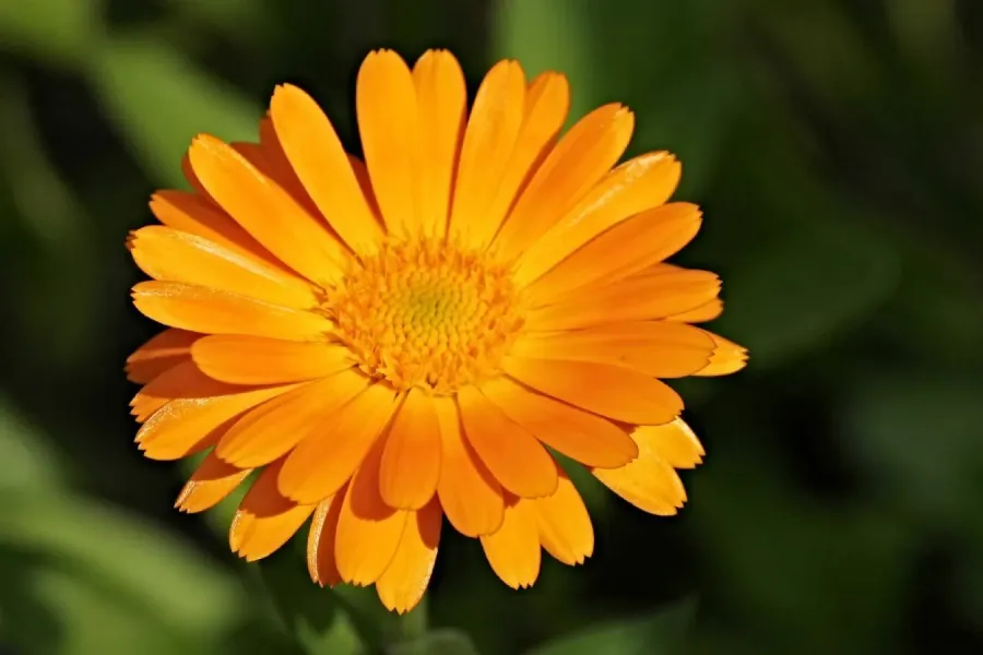 Calêndula | Flora e Fauna Auxiliar | AgroB