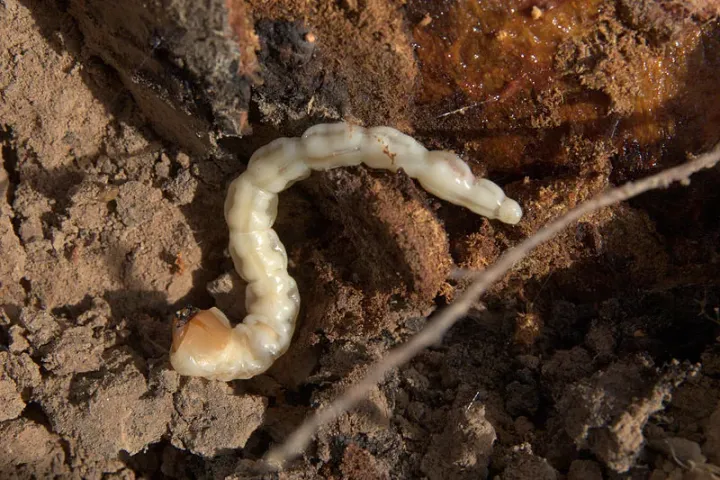 Capnodis tenebrionis | AgroB | Pragas e auxiliares