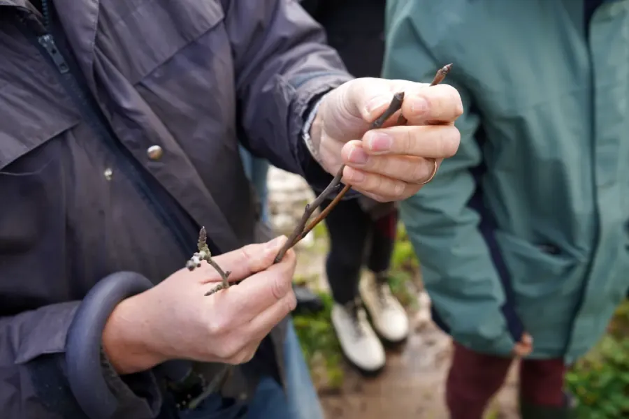 Curso Prático de Poda nas Pomóideas | Visitas e Práticas de Campo | AgroB