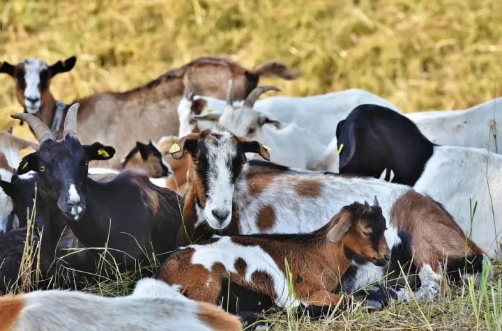 Registo digital dos animais | Digitalização agrícola | AgroB