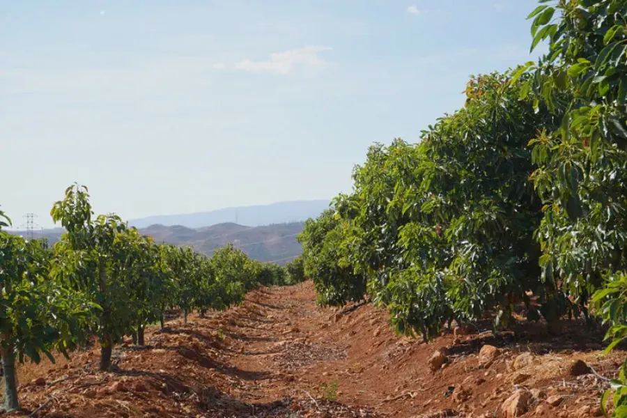 Visita Técnica do Abacate | Exploração de abacateiros