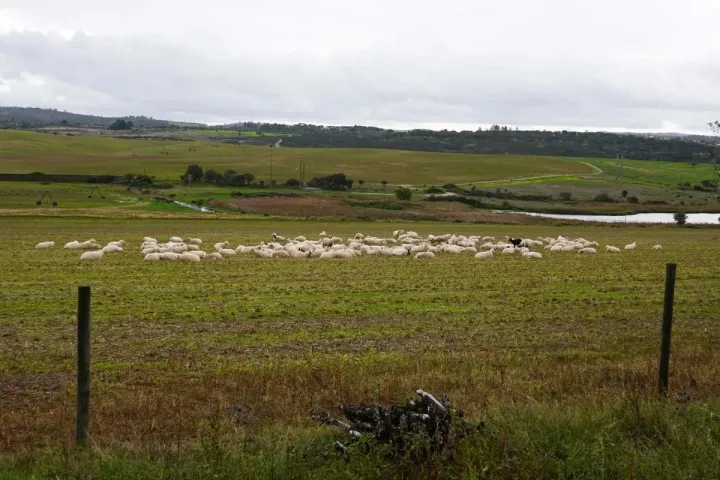 Visita Técnica: Ovinos | Formação de Campo | Agrob