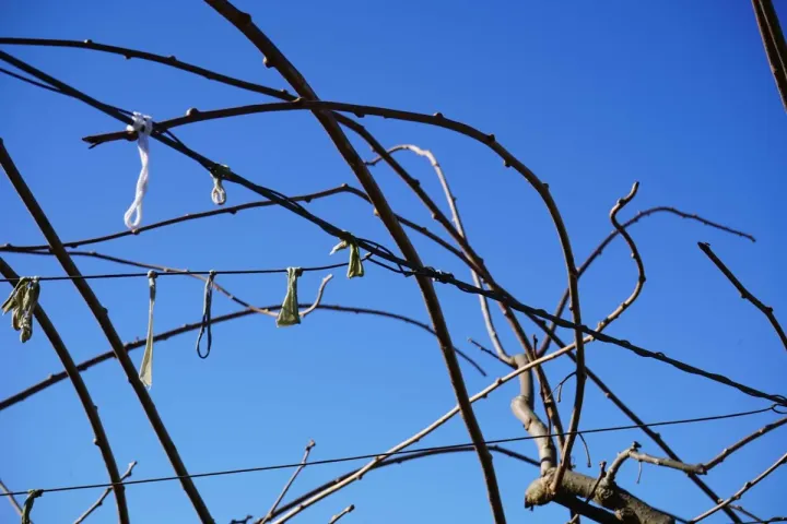 Poda da actinidea | Boas Práticas Agrícolas | AgroB