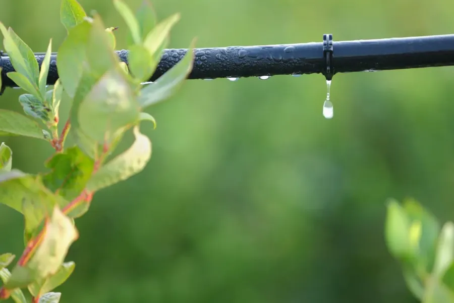 Desafios hídricos na agricultura portuguesa | Espaço Visual
