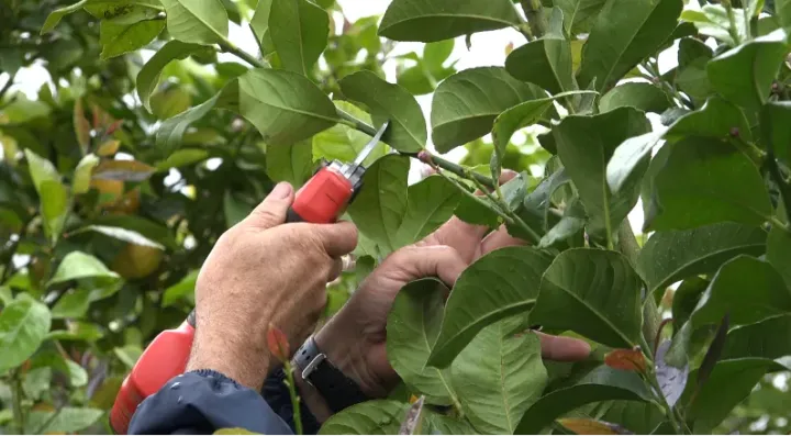 Poda no Limão | Boas Práticas Agrícolas | AgroB