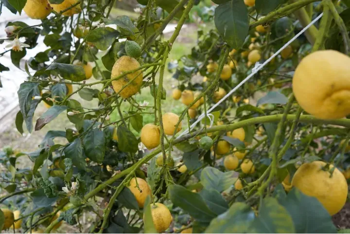 Poda no Limão | Boas Práticas Agrícolas | AgroB
