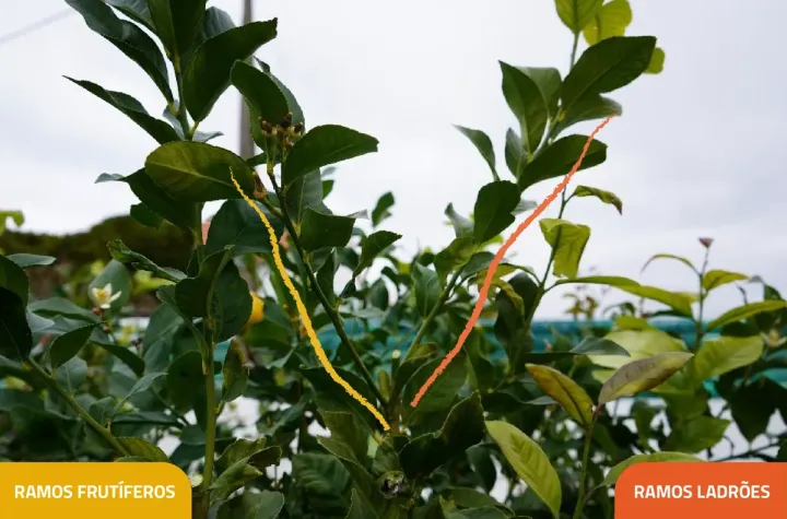 Poda no Limão | Boas Práticas Agrícolas | AgroB
