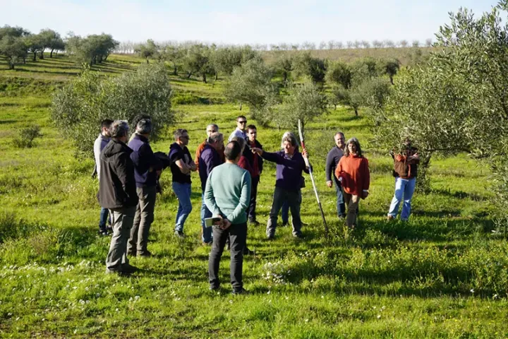 Poda da Oliveira | Visitas e Práticas de Campo | AgroB