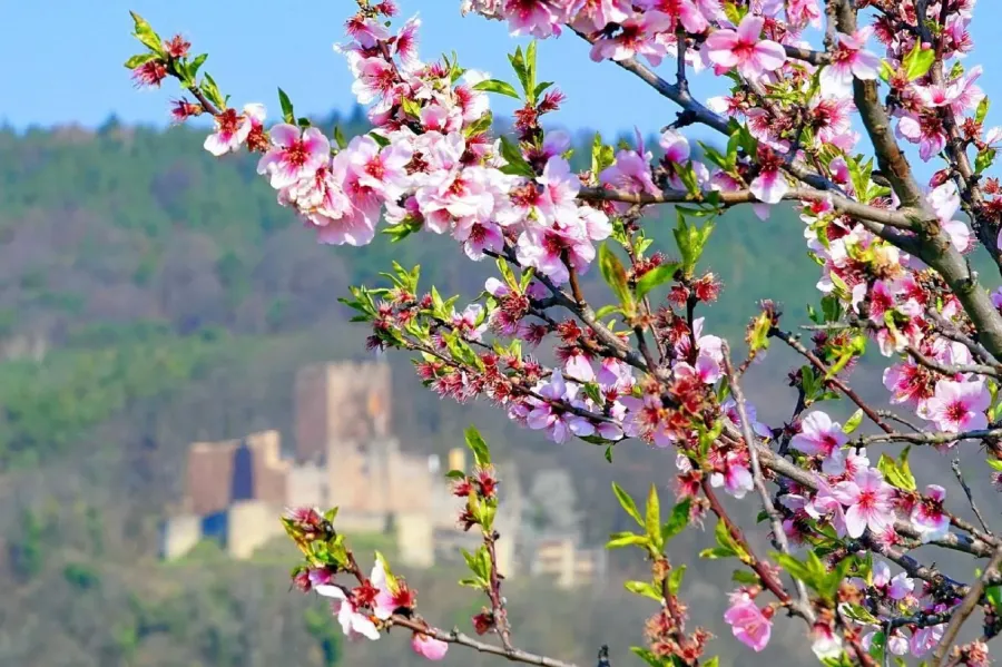 Ciclo biológico da Amendoeira | Boas Práticas Agrícolas | Floração na Amendoeira | agroB