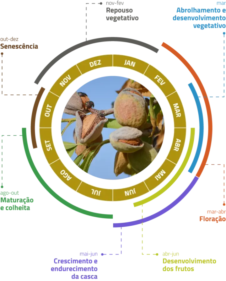 Ciclo biológico da Amendoeira | Boas Práticas Agrícolas | Floração na Amendoeira | agroB