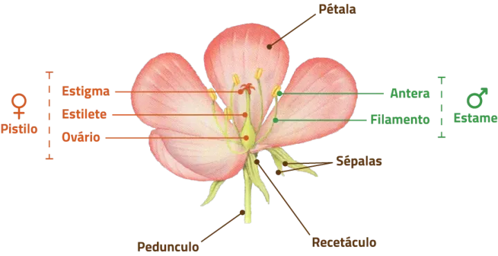 Ciclo biológico da Amendoeira | Boas Práticas Agrícolas | Floração na Amendoeira | agroB