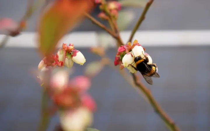 Floração no Mirtilo | Boas Práticas Agricolas | AgroB