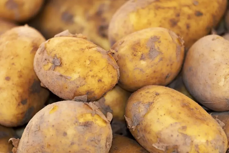Dia Internacional da Batata | Espaço Visual