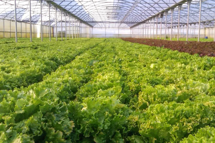 Horticultura protegida em portugal | Espaço Visual