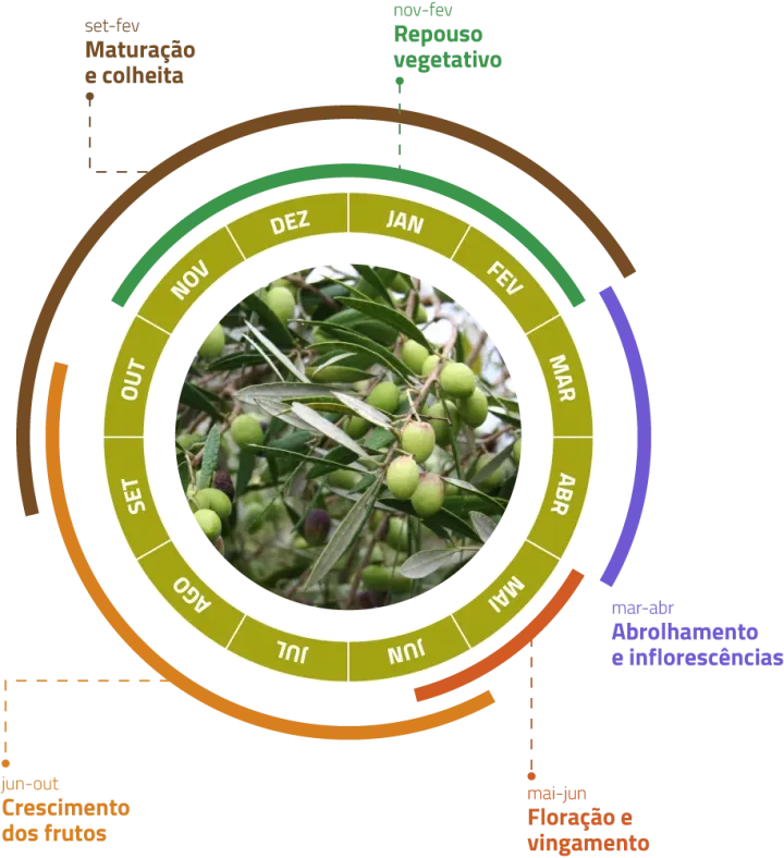 Ciclo biológico do olival | Boas práticas agrícolas | AgroB