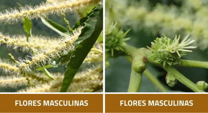 Ciclo biológico da Castanha | Floração no Castanheiro | Espaço Visual