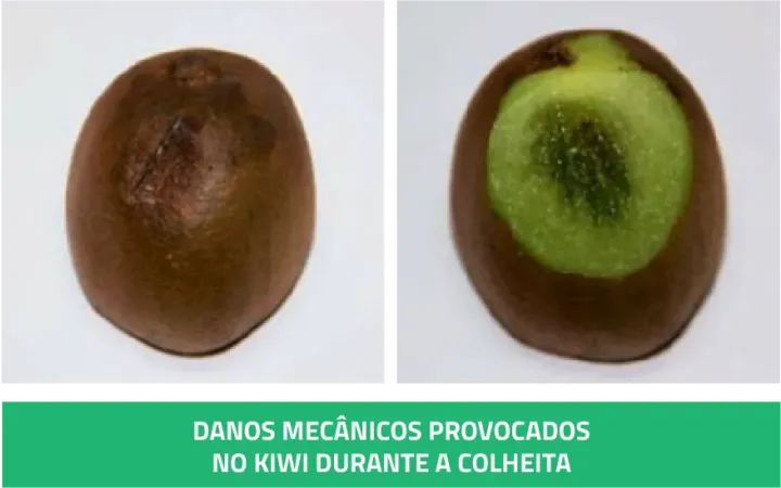Boas práticas – Colheita kiwi | AgroB