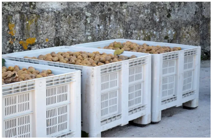 Boas práticas – Colheita kiwi | AgroB
