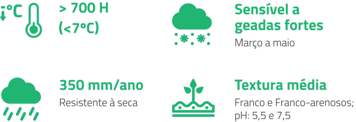 Condições ideais de plantação de pistácio | AgroB