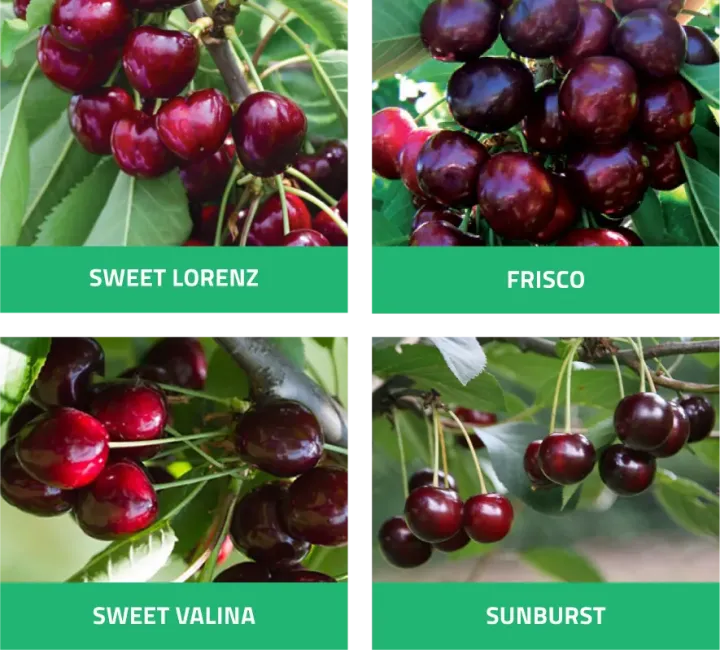 Cherry growing | AgroB