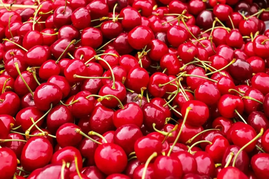 A cultura da Cereja | AgroB