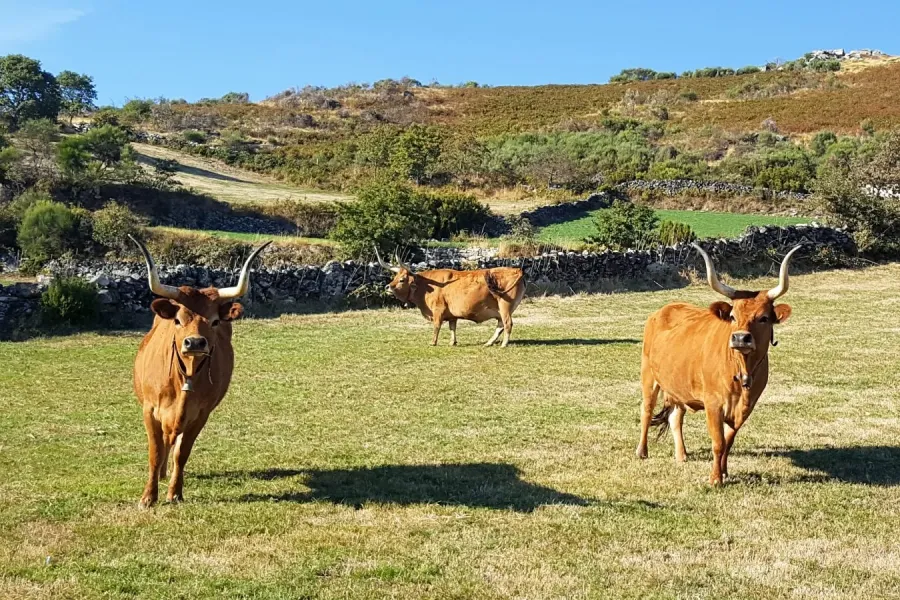 Raças Bovinas autóctones Portuguesas | AgroB