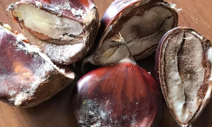 Boas Práticas de Colheita e Pós-Colheita da Castanha: Aumentar Qualidade e Valor em Tempos Desafiantes