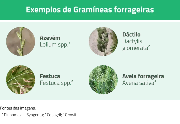 Prados, Pastagens e Forragens | AgroB