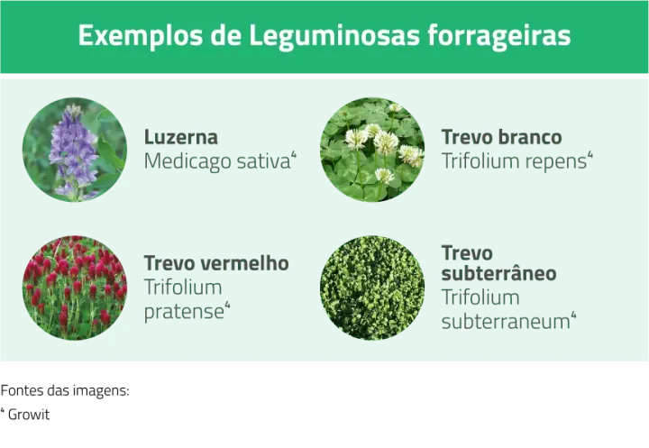 Prados, Pastagens e Forragens | AgroB
