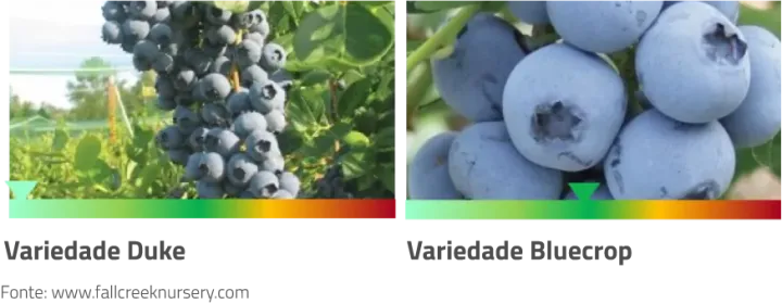 Variedades de Mirtilos | AgroB