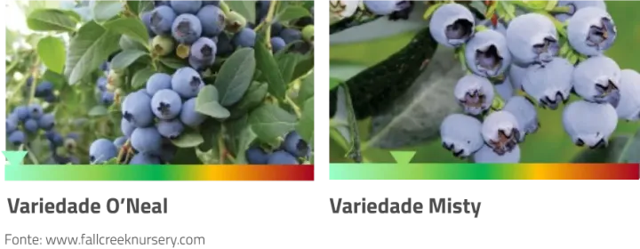 Variedades de Mirtilos | AgroB