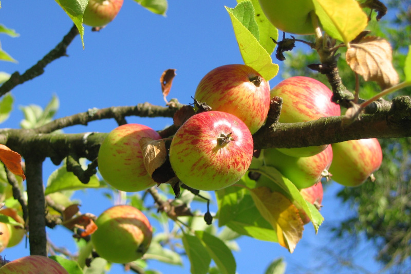 As macieiras não são todas iguais | Cultiva-te | AgroB