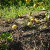 Cultura do Limão | Sistema de rega