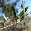 Cultura do Olival | Ramo e folhas de oliveira