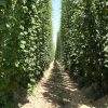 Plantação de Lúpulo para Cerveja Artesanal | Linha de plantação