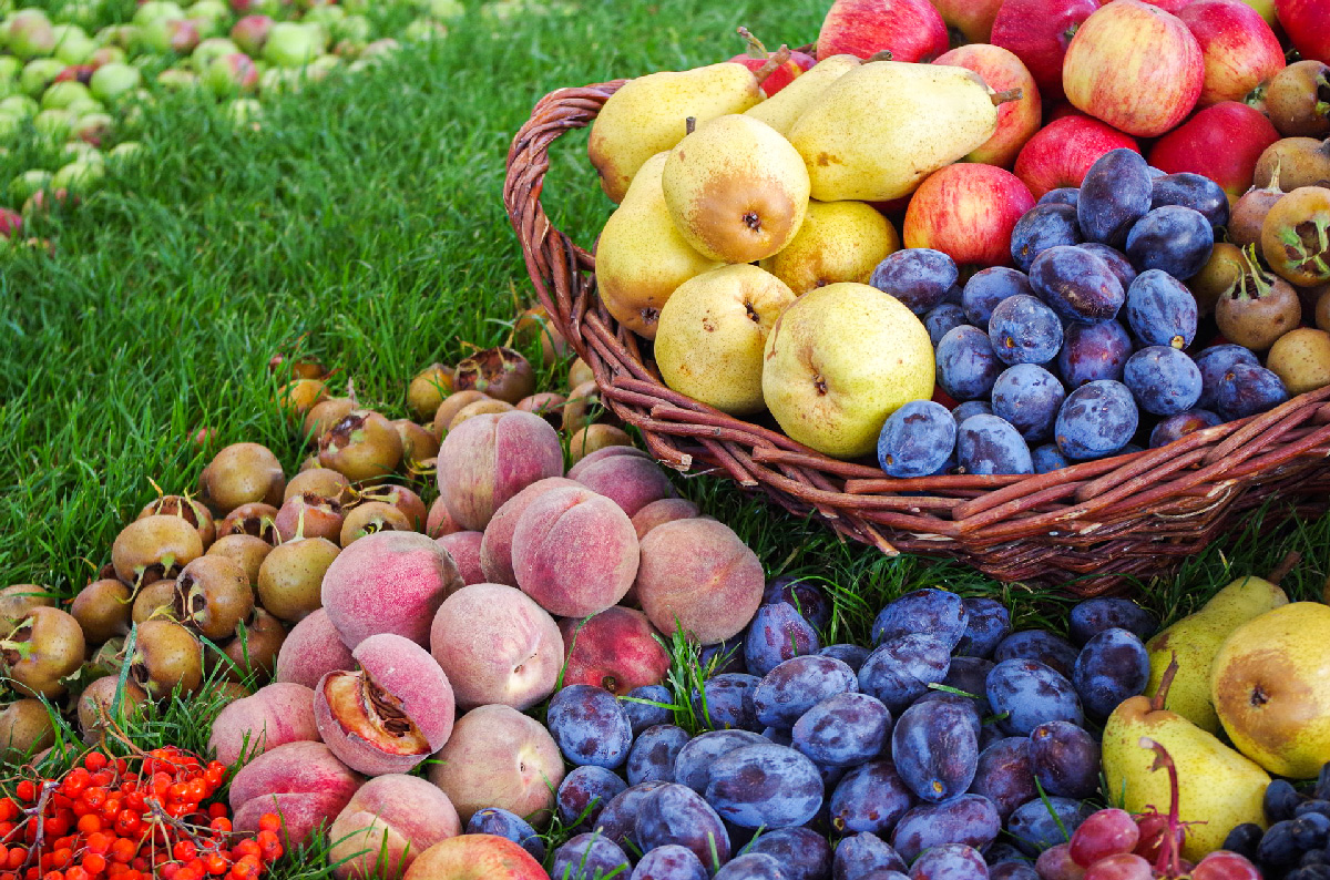 “Descascar” as Variedades Regionais de Fruteiras do Minho | AgroMeetings | Espaço Visual