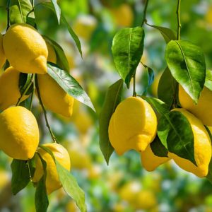 Modelo Técnico-económico do Limão | Curso tutorial | AgroB